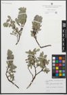 Foto von Salix glaucosericea Flod.